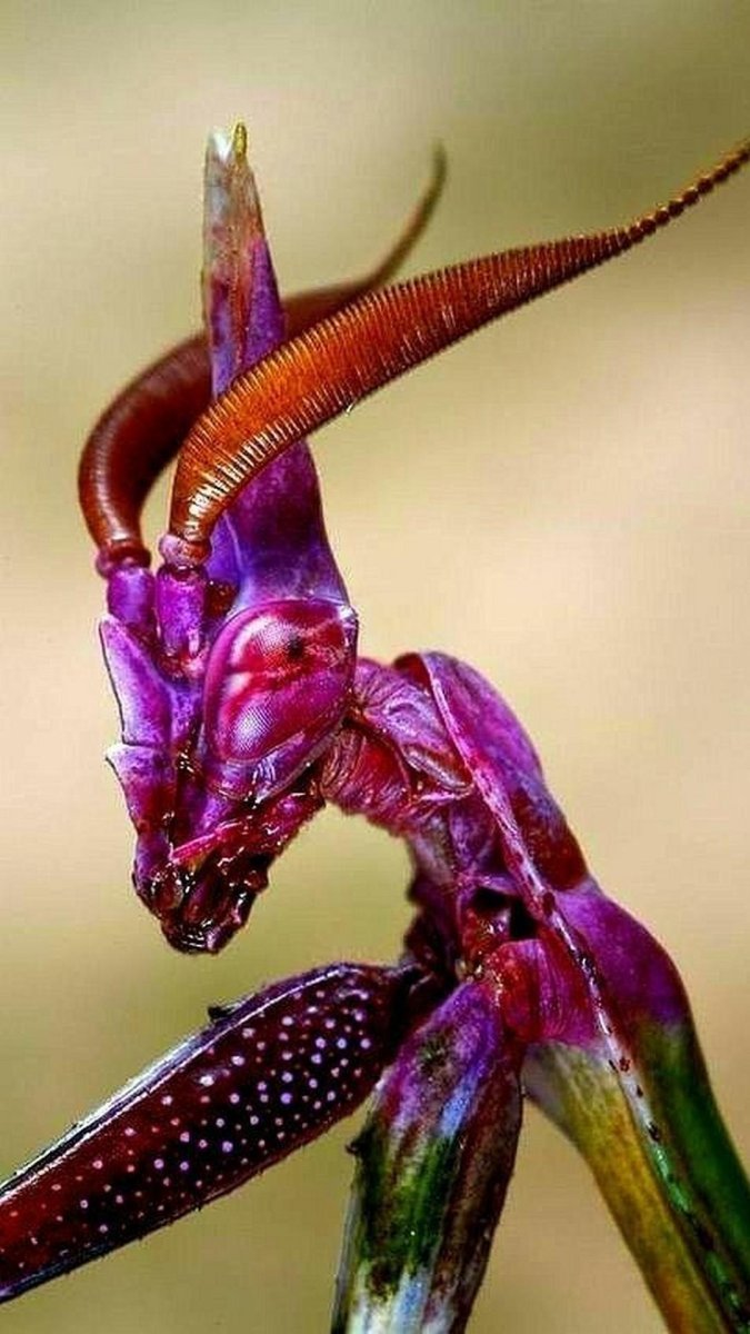 Богомол эмпуза Пенната