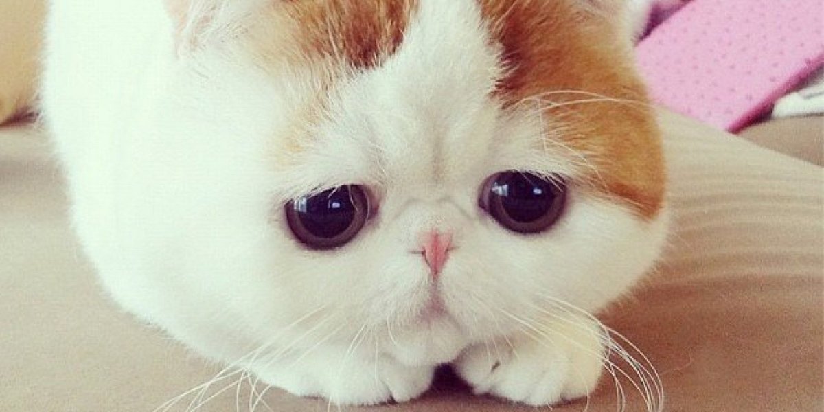 Котенок с грустными глазами