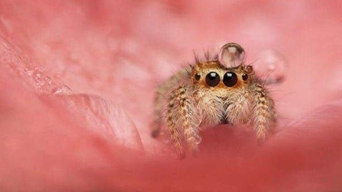 Паук скакунчик маленький