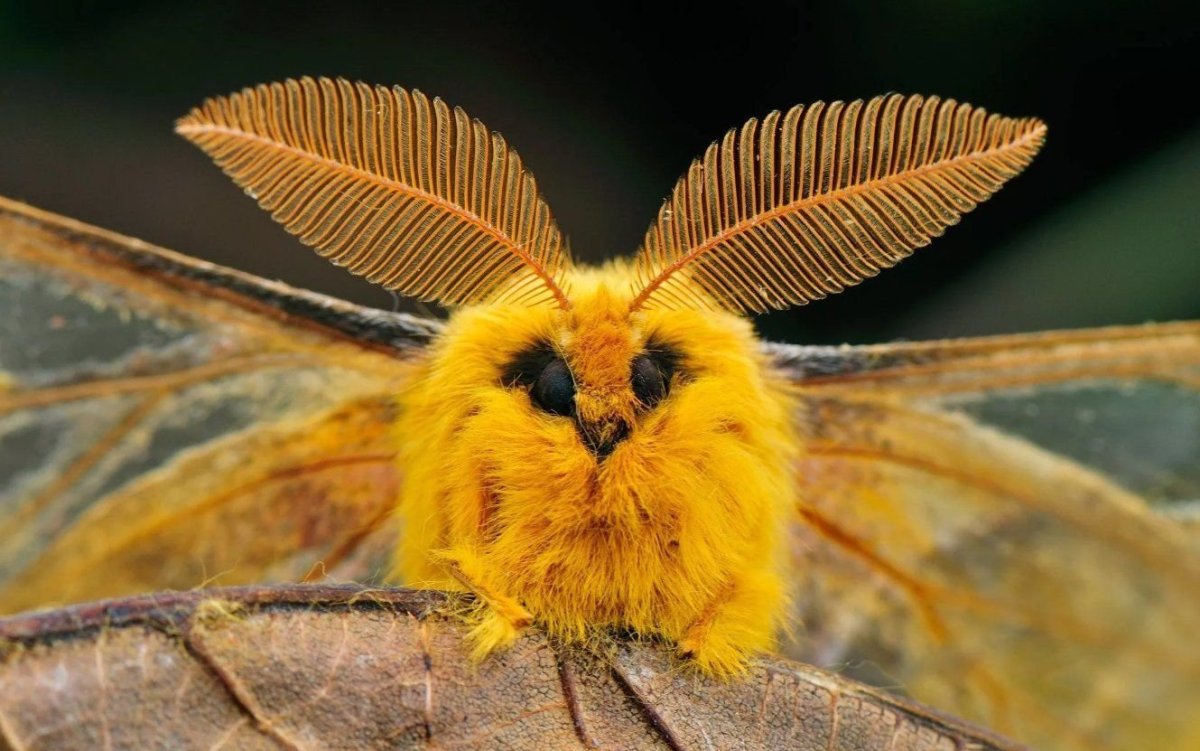 Венесуэльский пуделевый мотылек тутовый шелкопряд