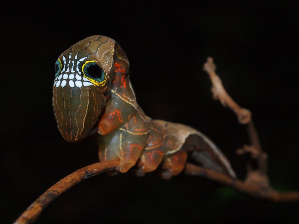 Гусеница бабочки phyllodes Imperialis