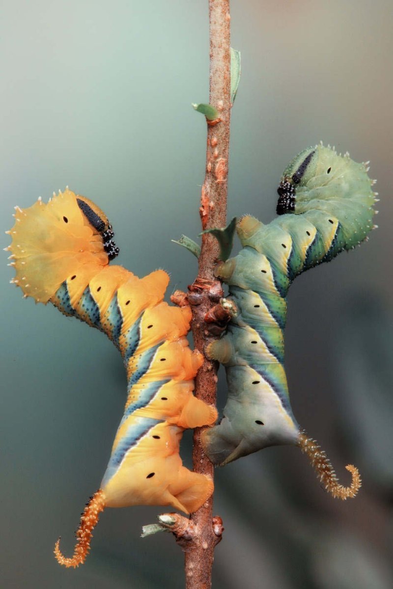 Hawk Moth Caterpillar гусеница