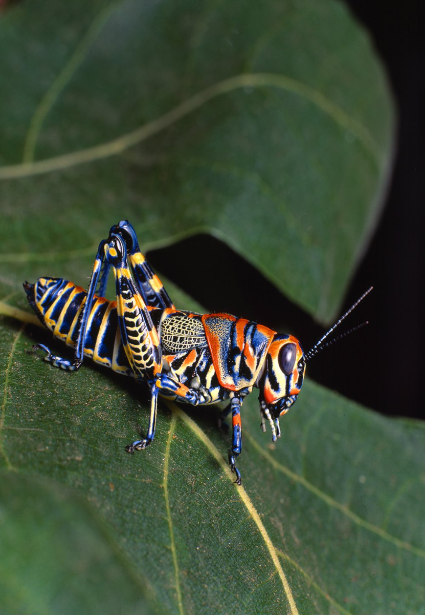 Милые насекомые