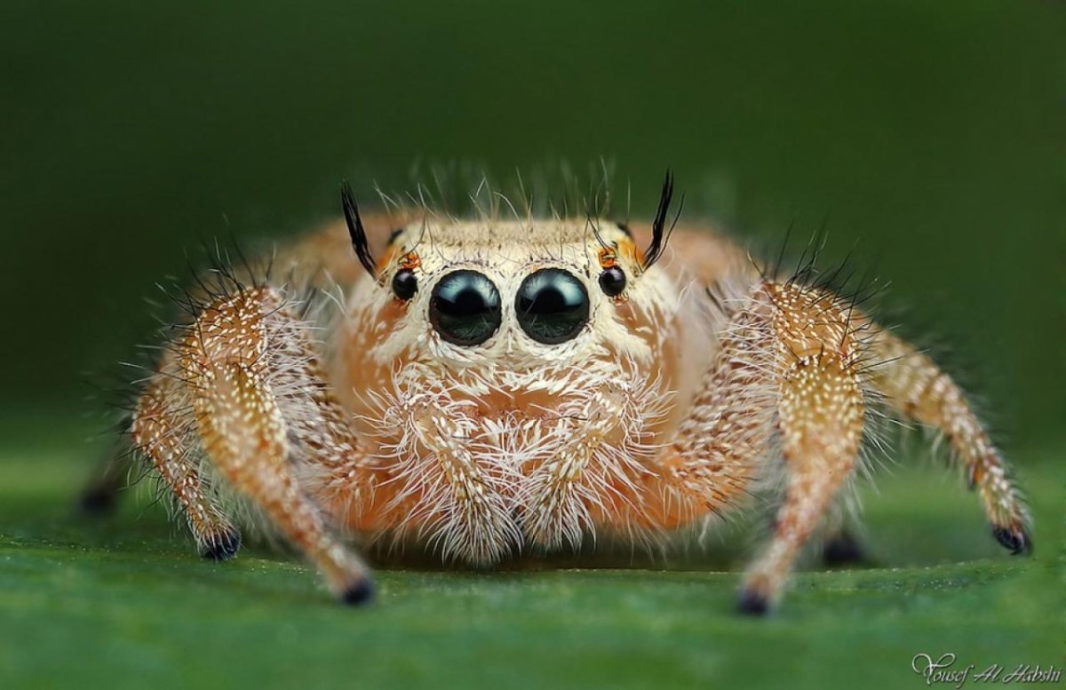 Очень красивые паучки