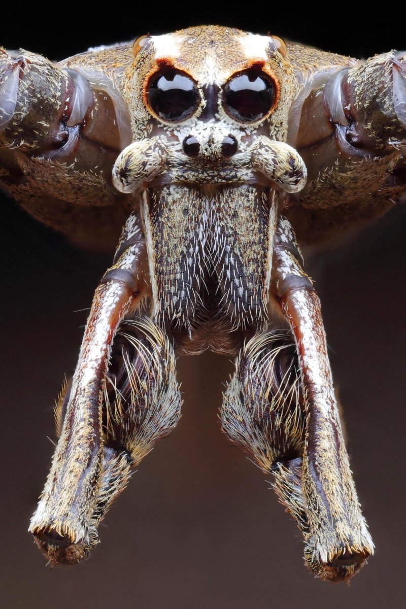 Самые страшные паукообразные