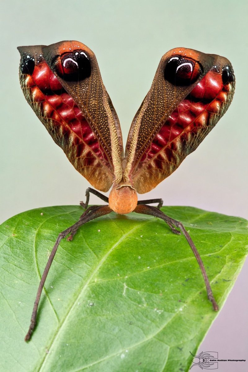 Pterochroza ocellata