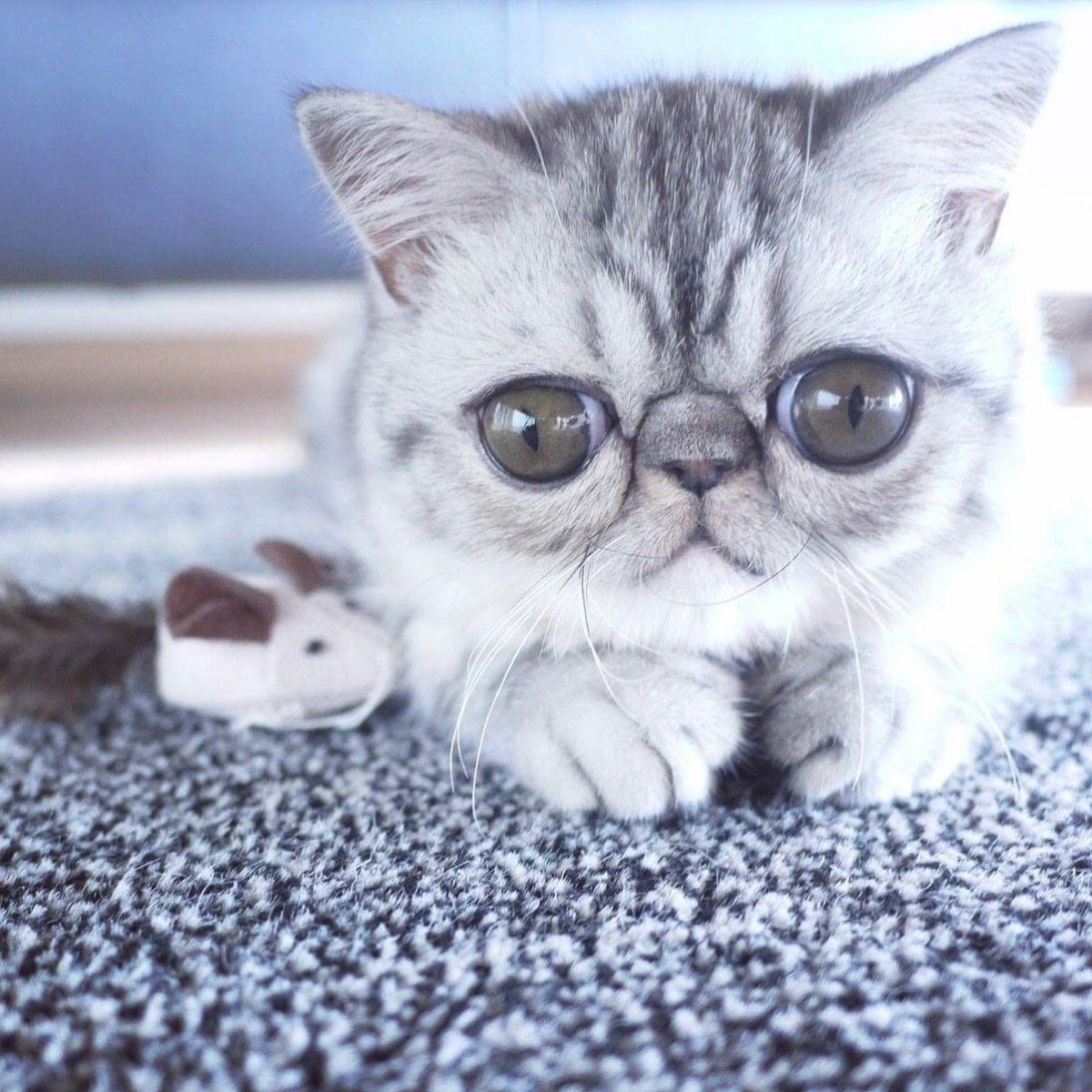 Коты с выпуклыми глазами