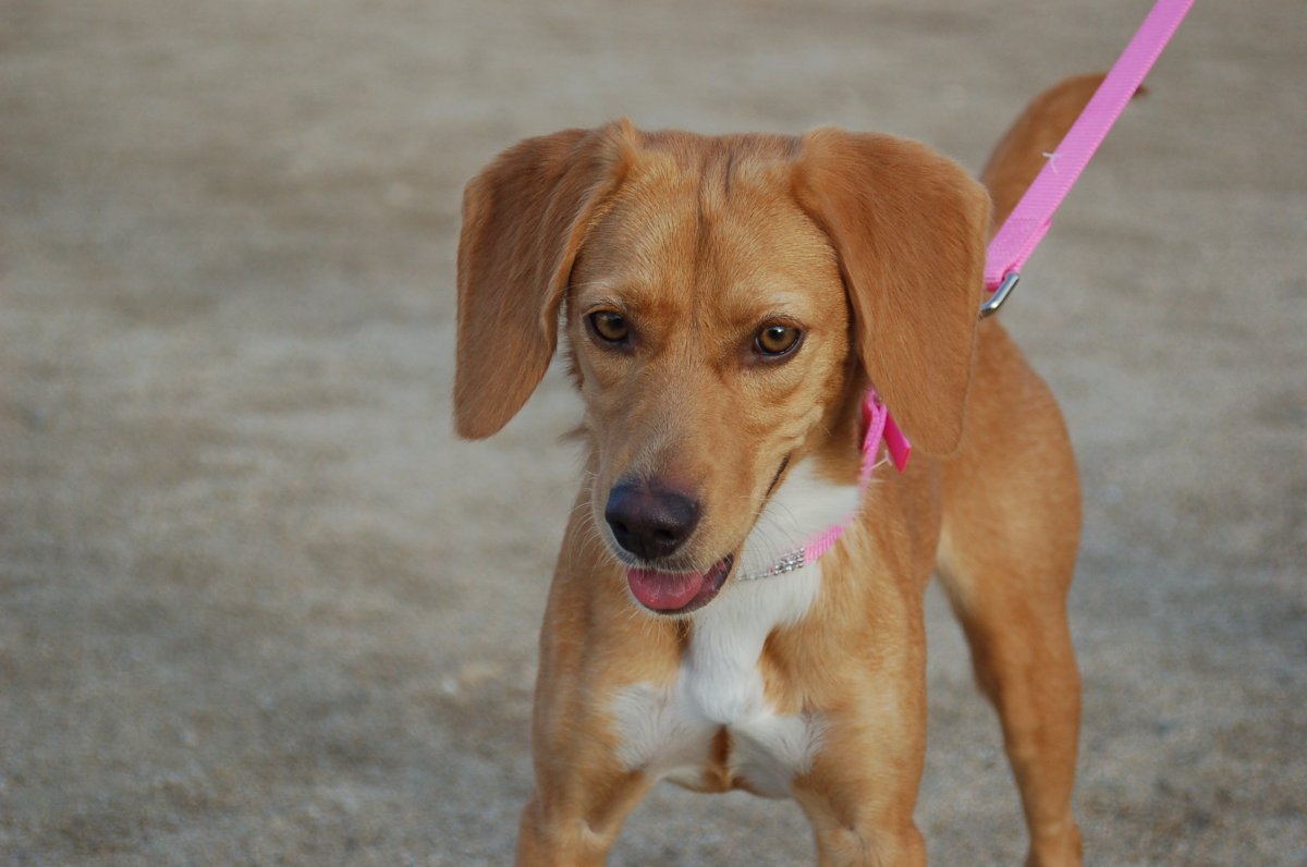 Бигль спаниель метис