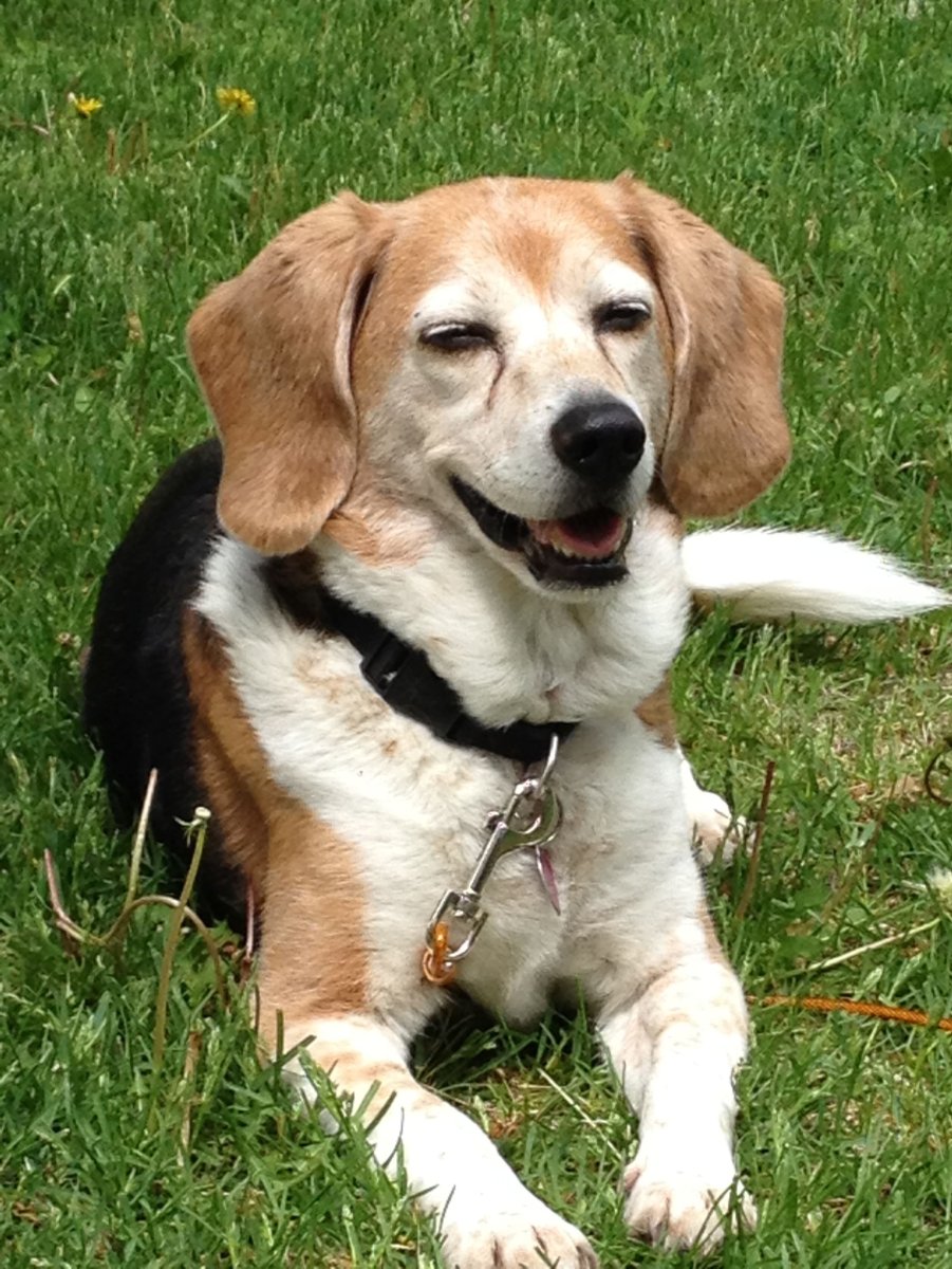 Бигль спаниель