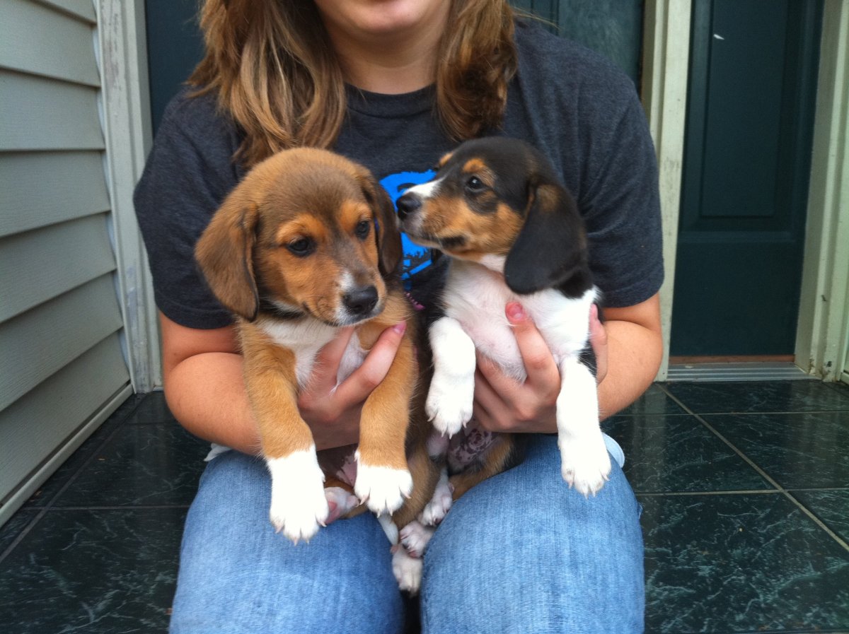 Бигль и корги