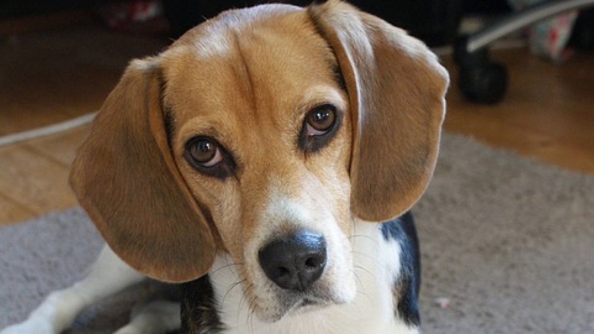 Бигль метис