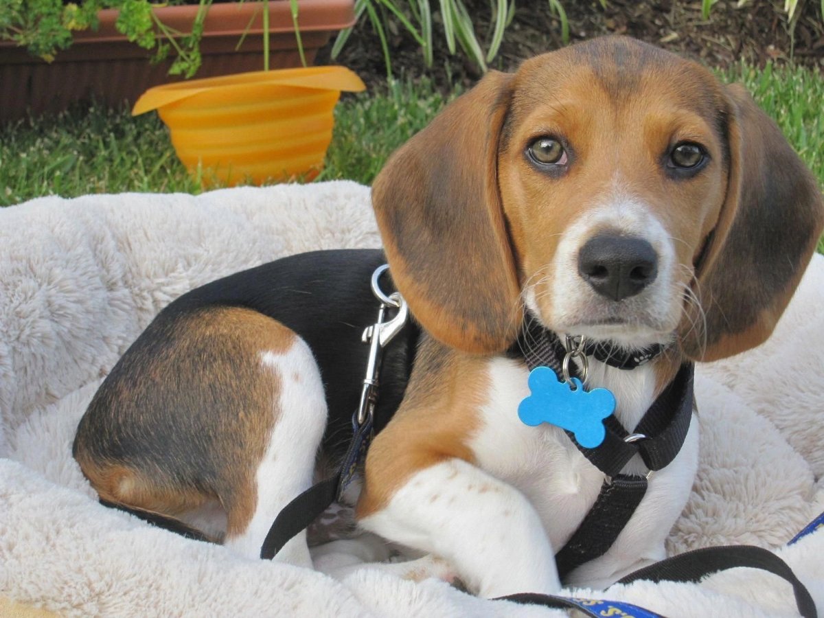 Бигль с таксой смесь