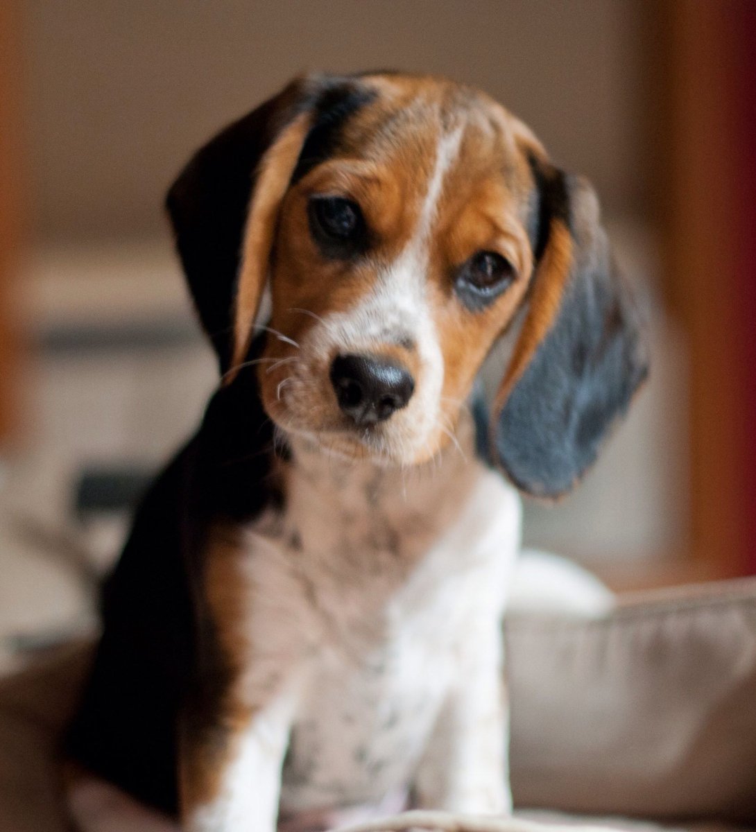 Бигль и Чарльз