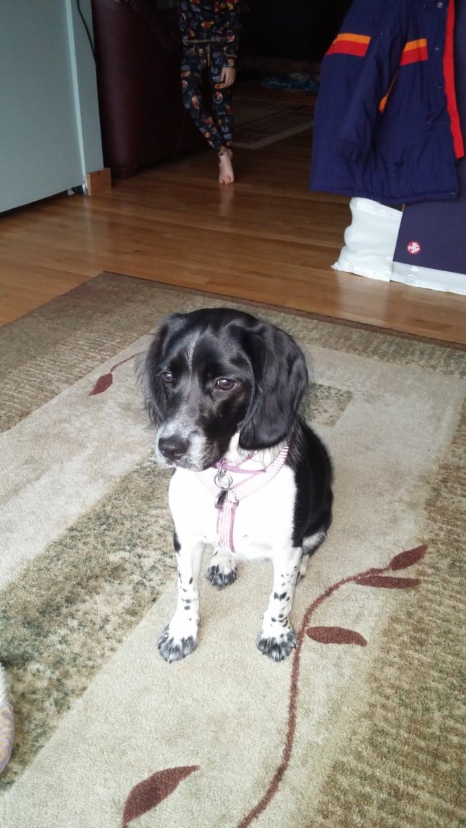 Метис бигля и спаниеля