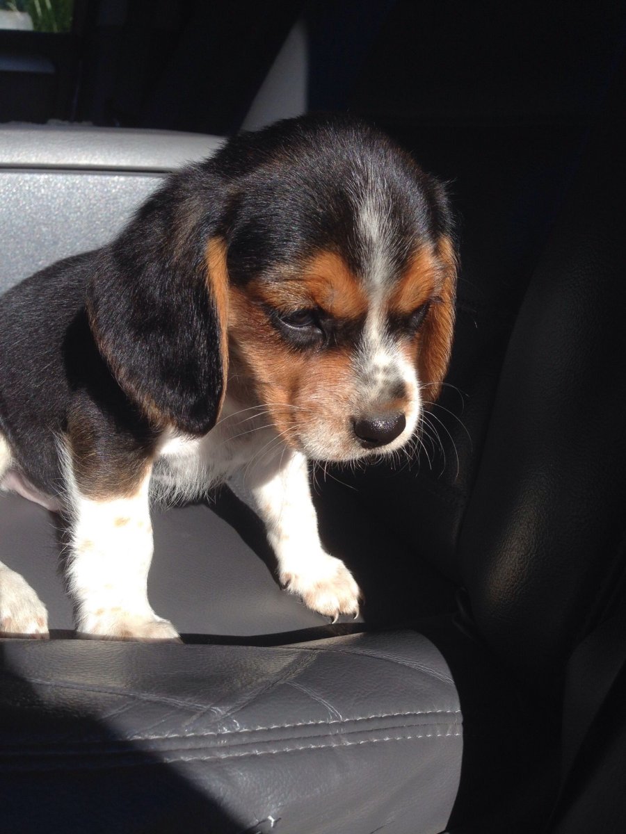 Кавалер Кинг Чарльз и Бигль