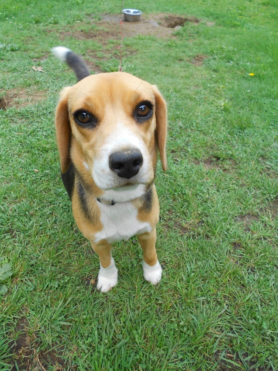 Бигль и такса