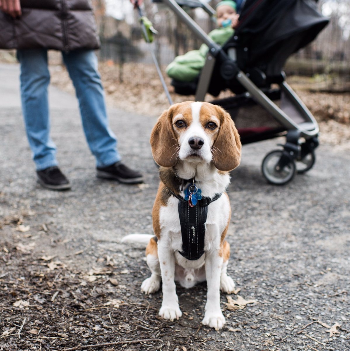 Бигль Чарльз спаниель