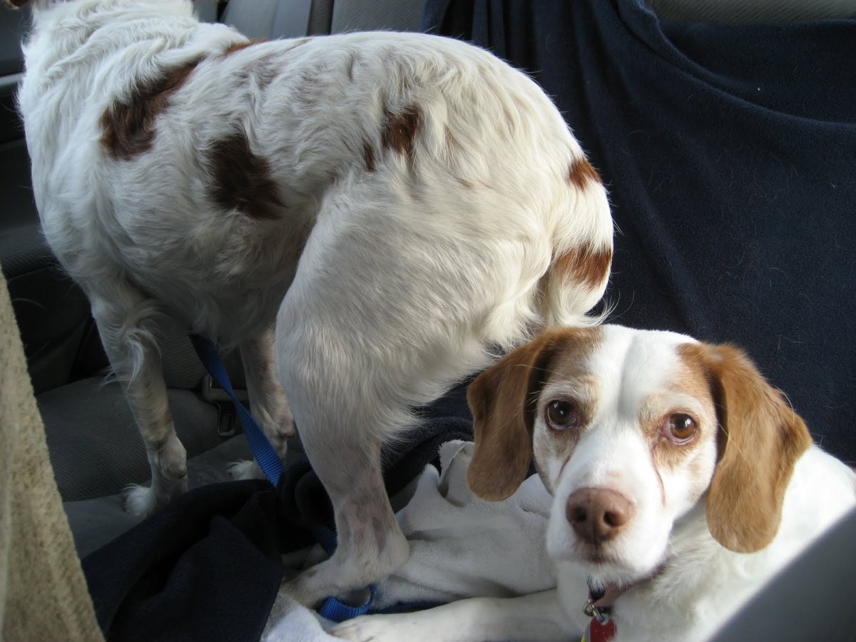 Метис бигля и русского спаниеля