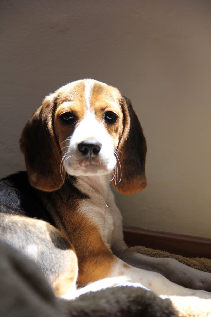 Метис бигля