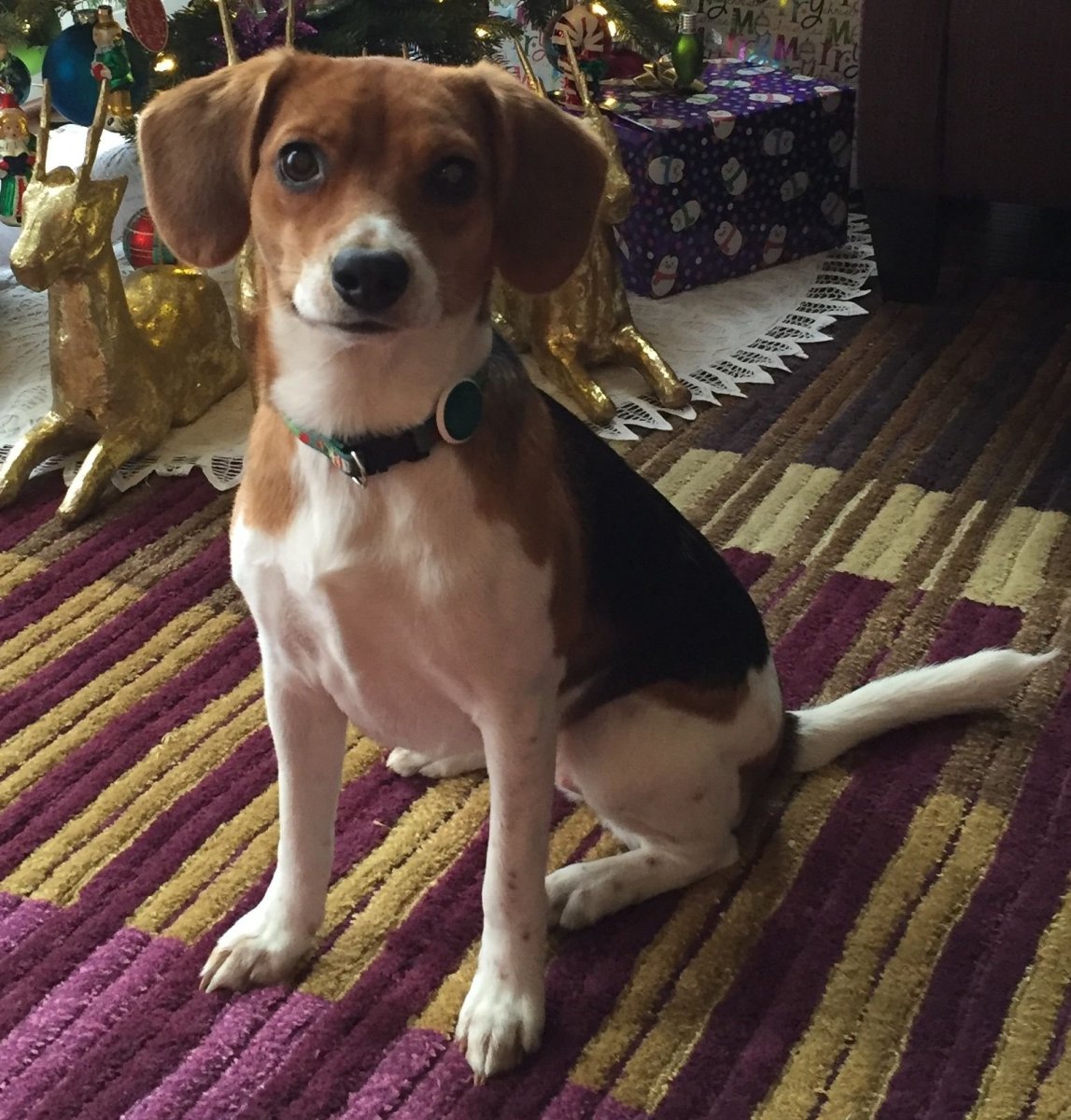 Метис Бигль и Джек Рассел