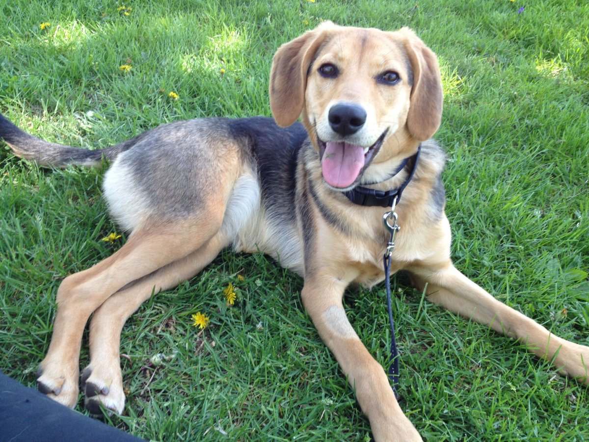 Метис гончей