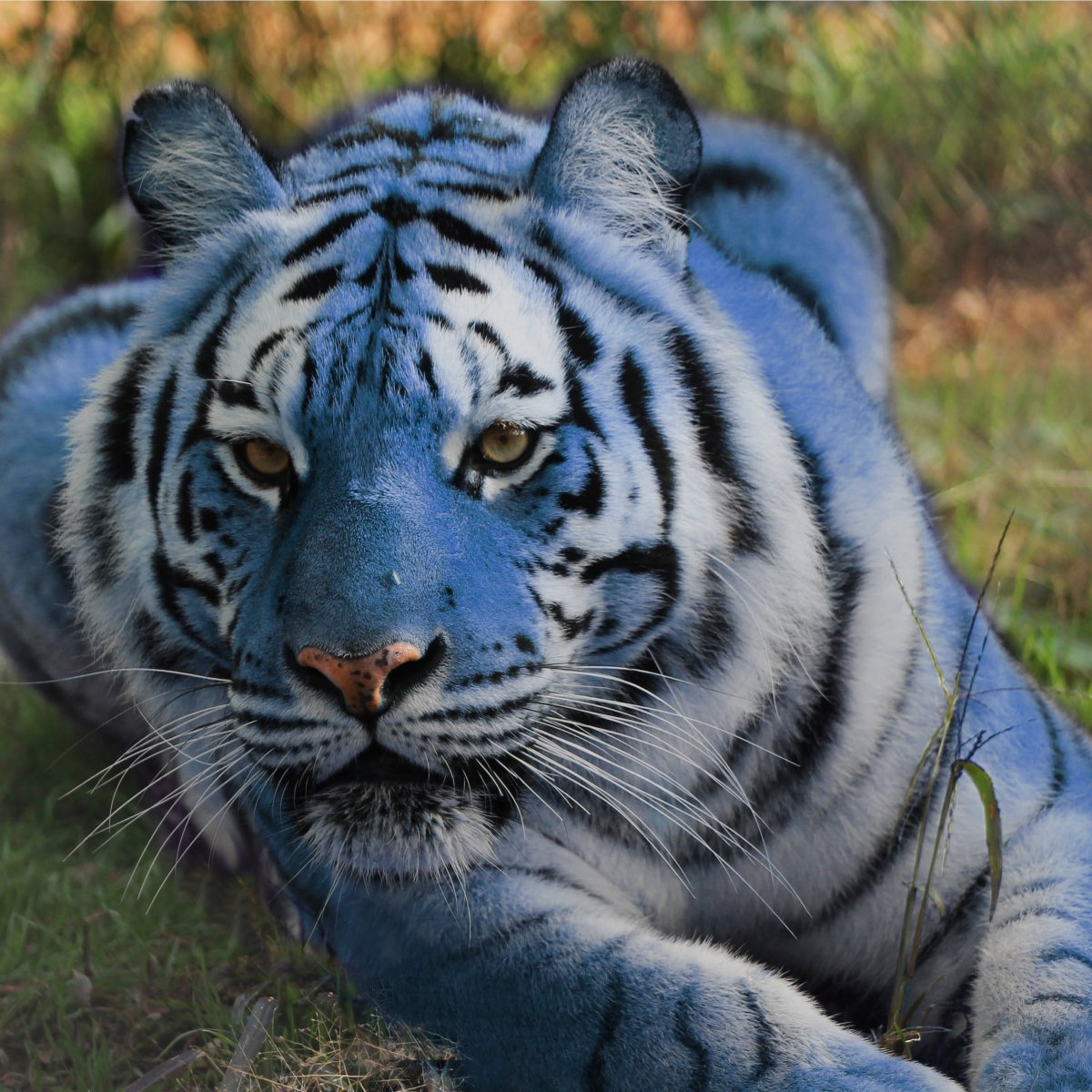 Мальтийский голубой тигр