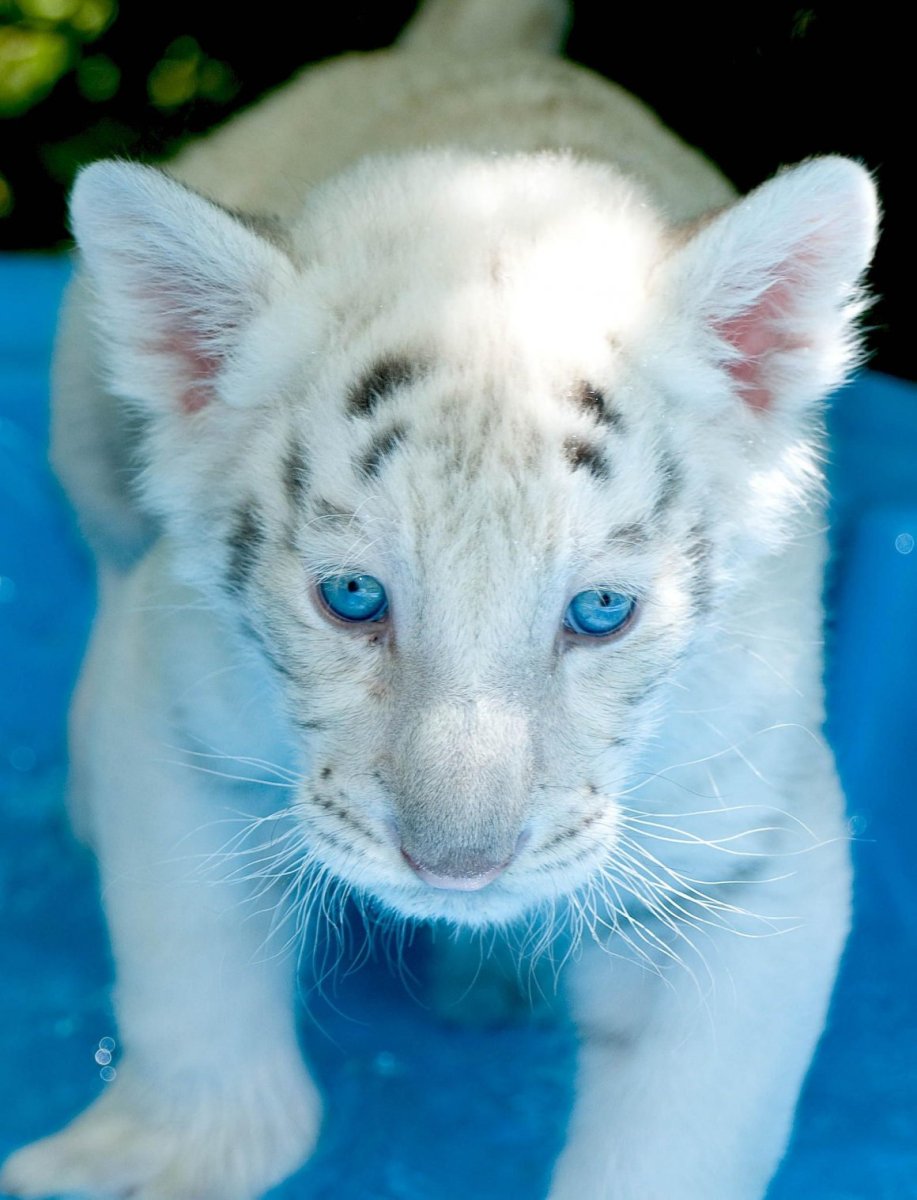 Снежный Барс альбинос
