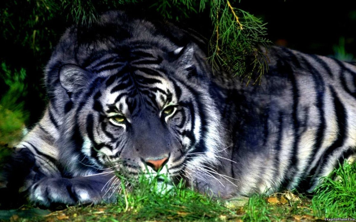 Мальтийский голубой тигр