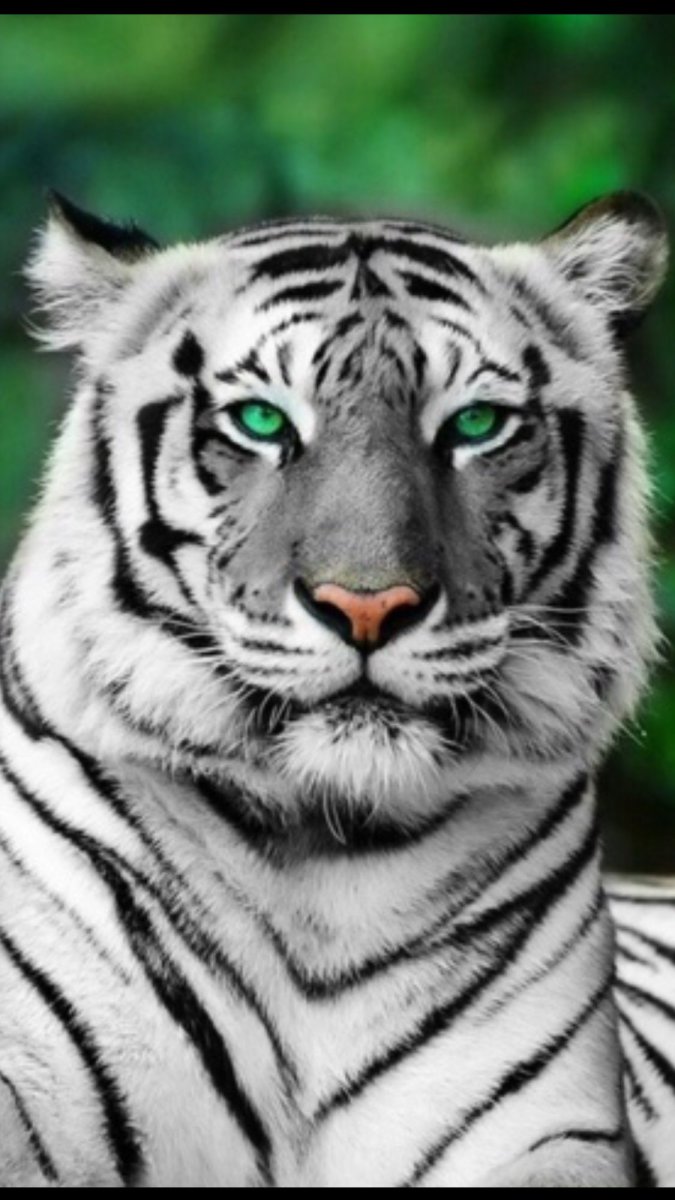 Белый тигр с голубыми глазами