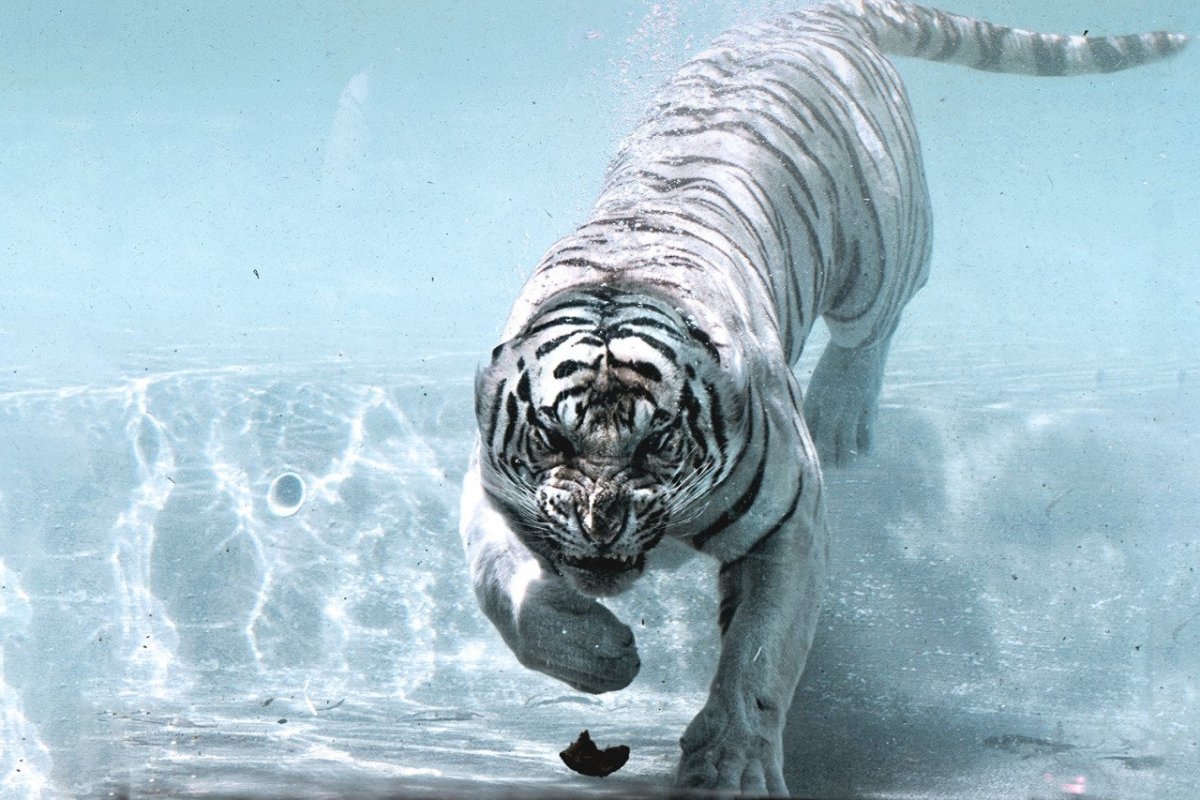 Белый тигр в воде