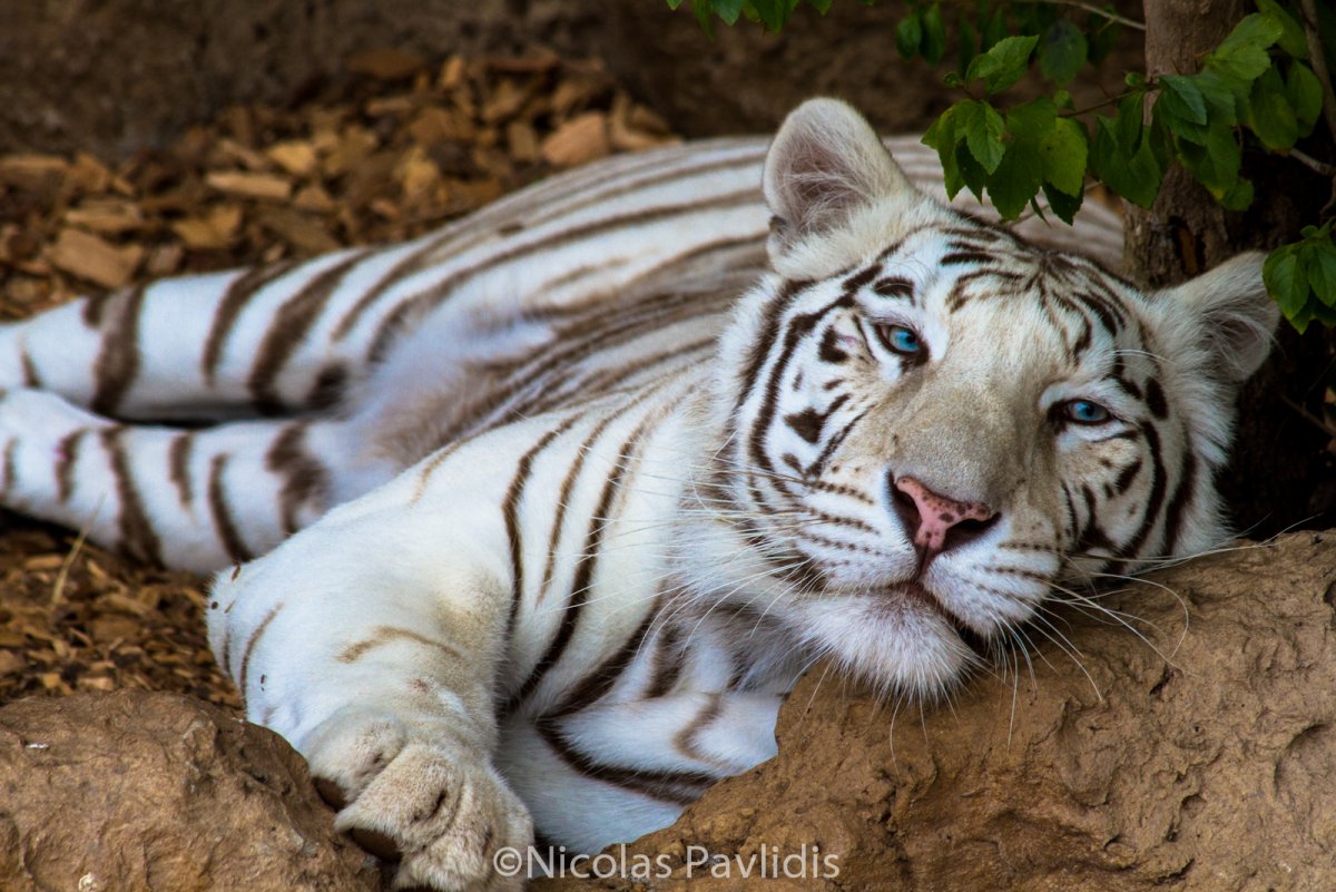 Мальтийский белый тигр