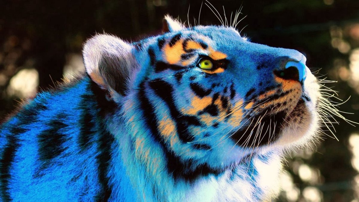 Арты животных