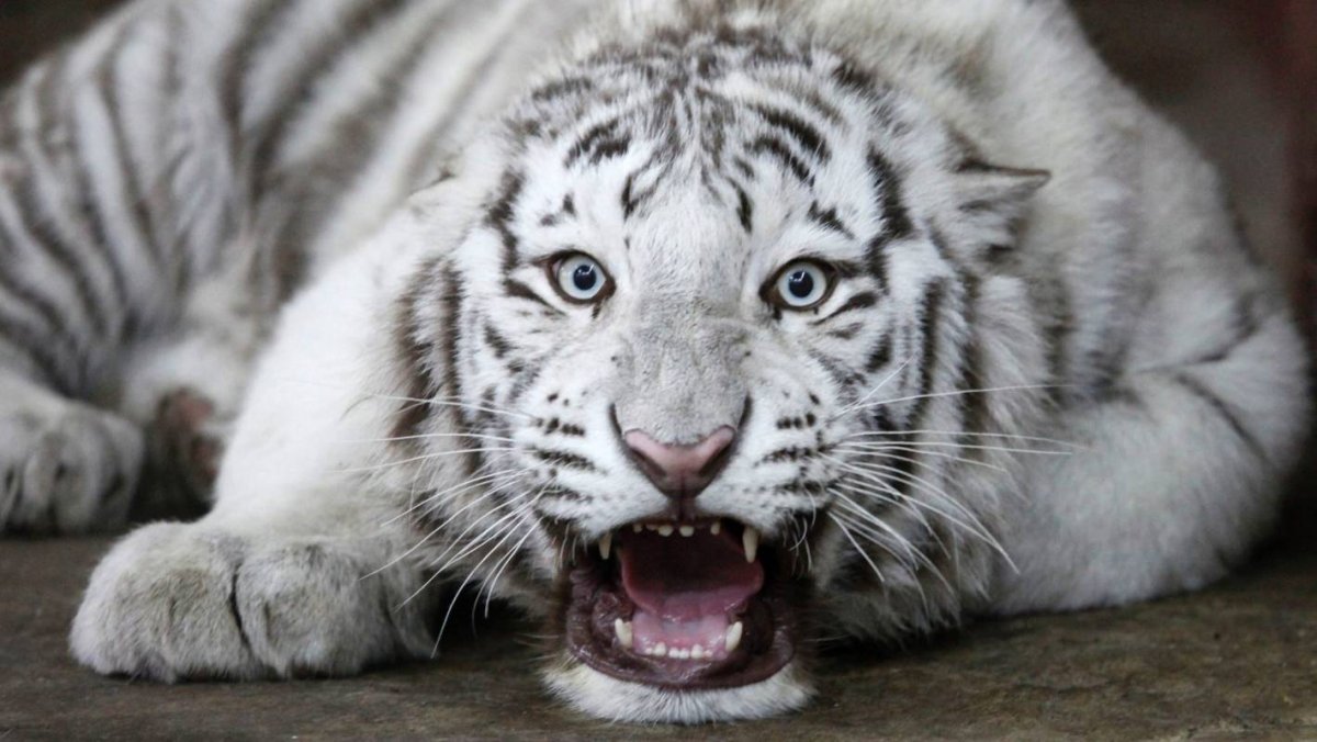Тигр альбинос с голубыми глазами