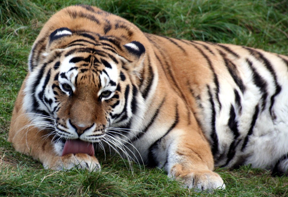 Тайгер Блю тигр