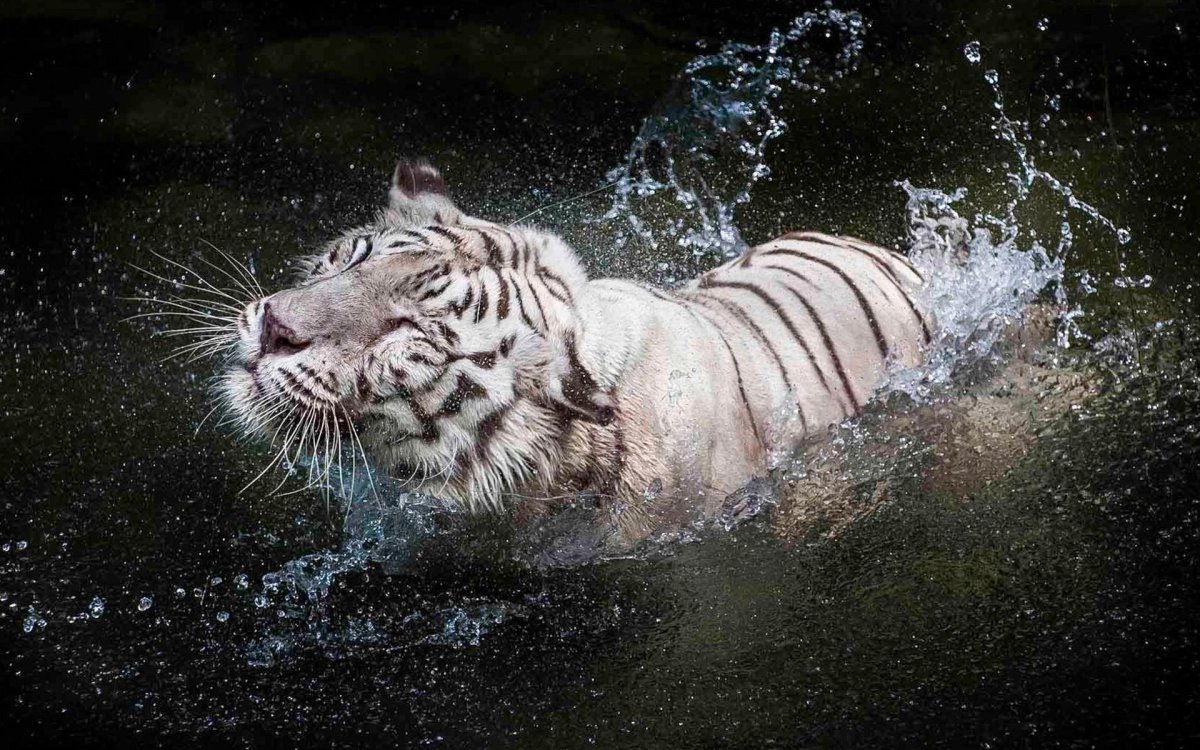 Водяной тигр аипа