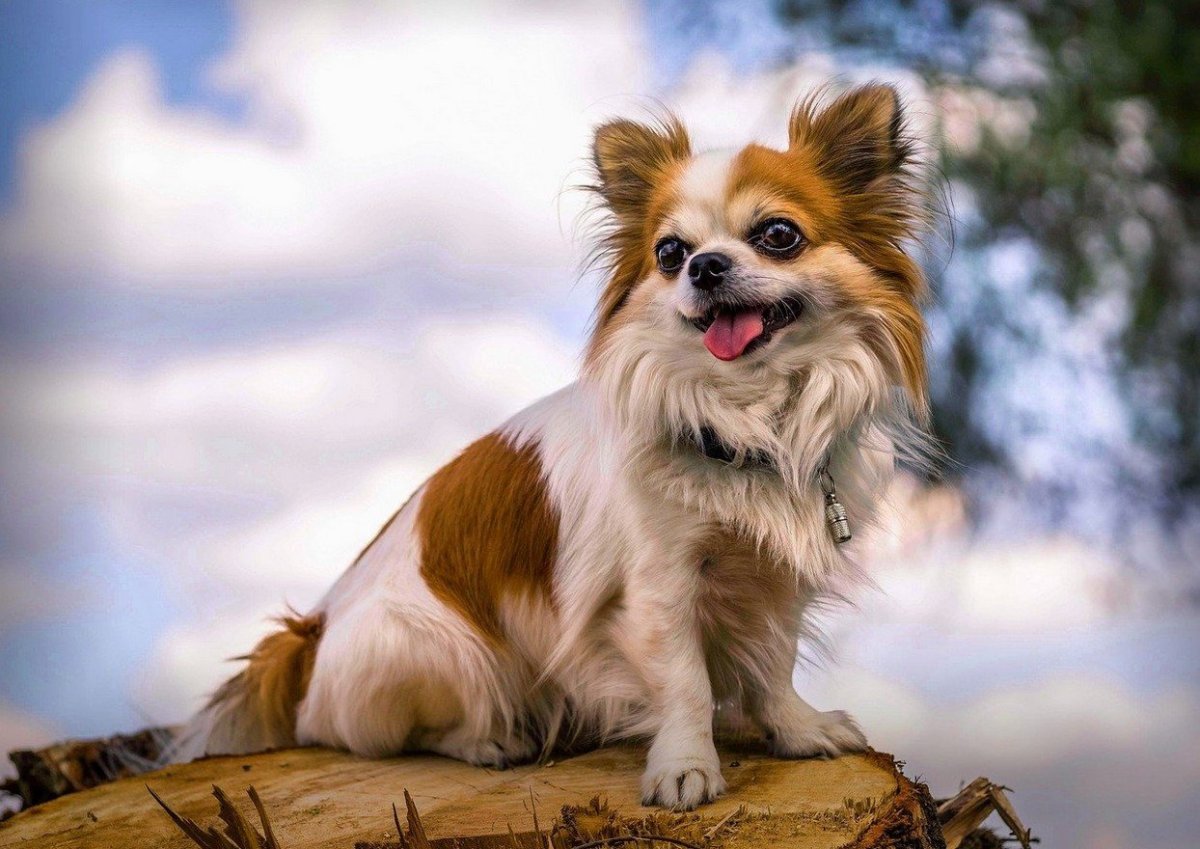 Чихуахуа стандарт длинношерстные