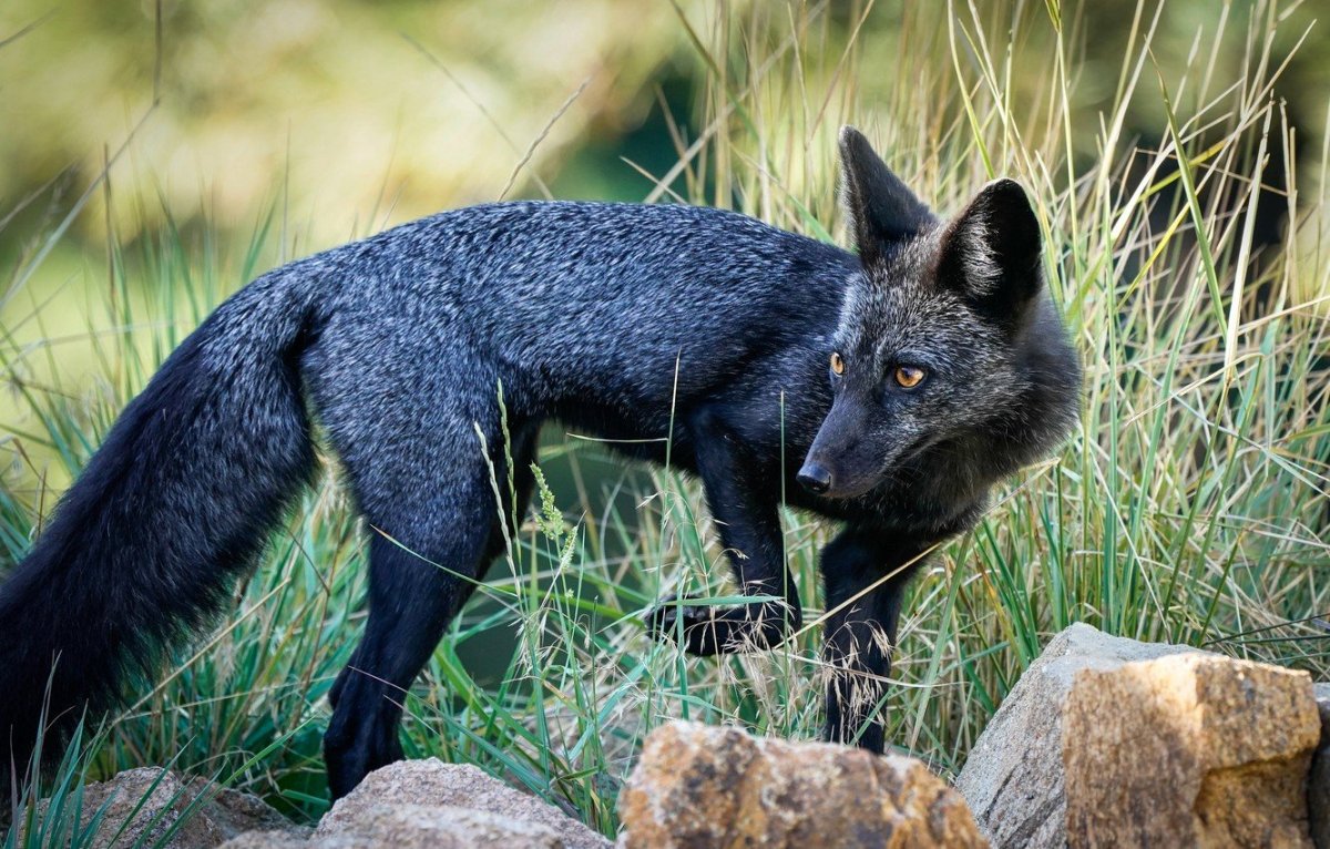 Канадская чернобурая лиса