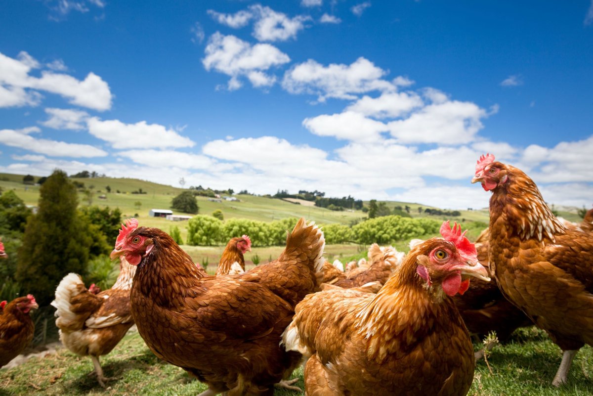 Петух шейвер Браун