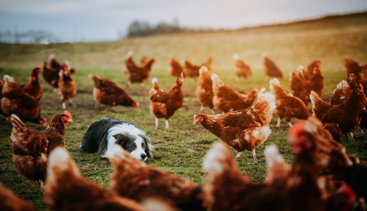 Обои с курами