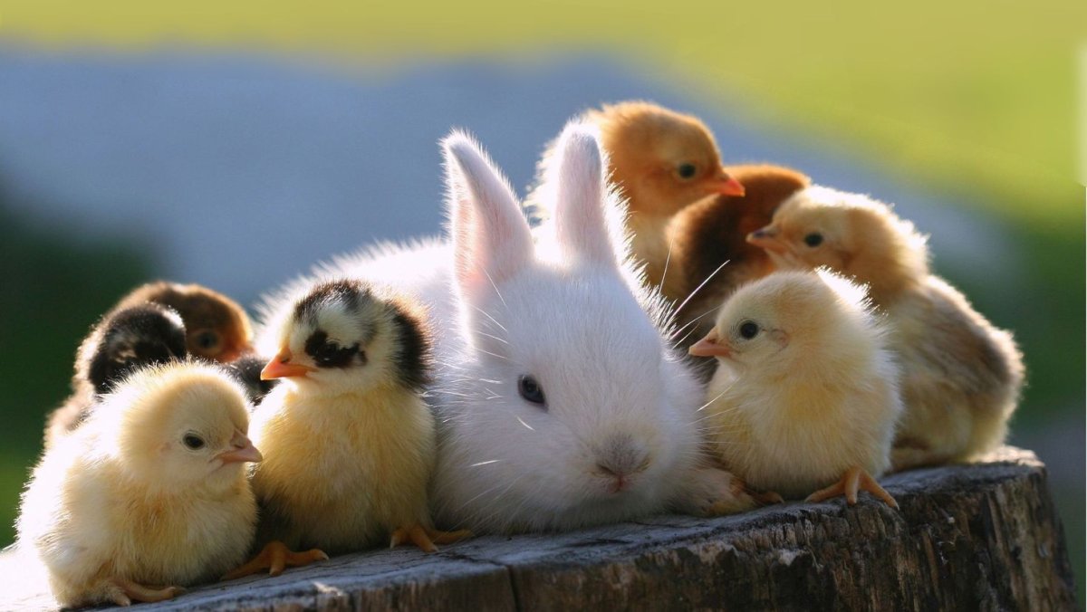 Красивые домашние животные