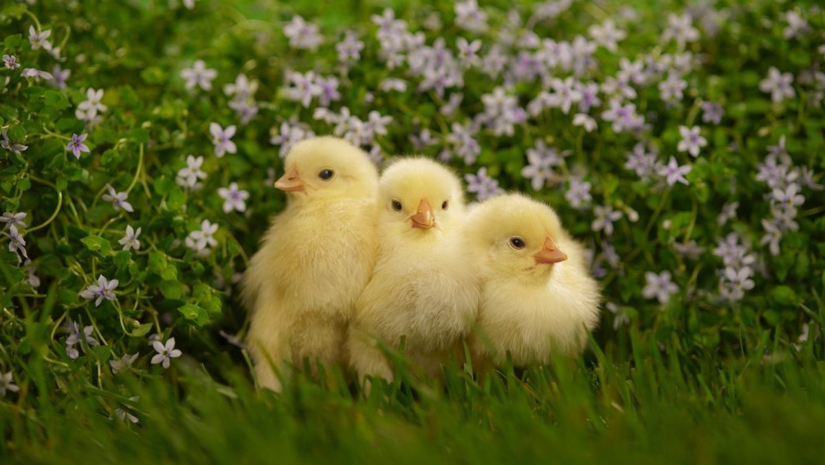 Цыплята на травке