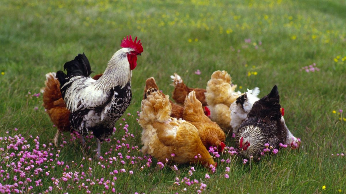 Куры на природе