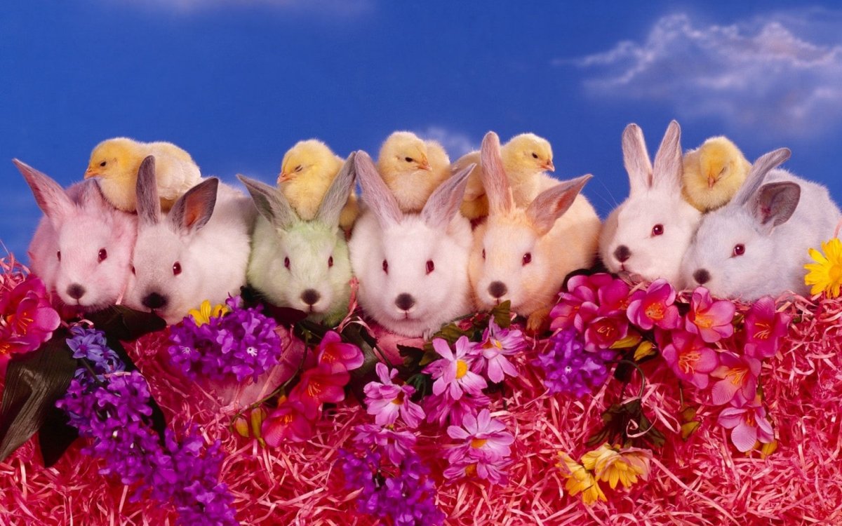 Милые кролики