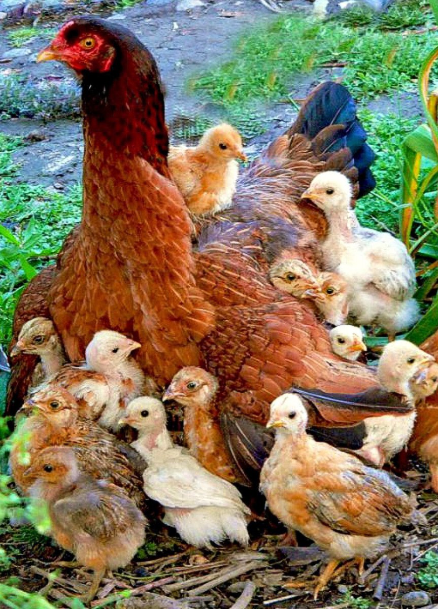 Курица с цыплятами