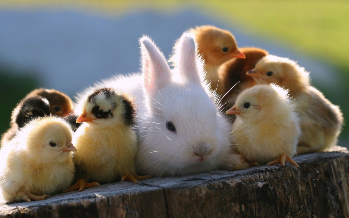 Милые домашние животные