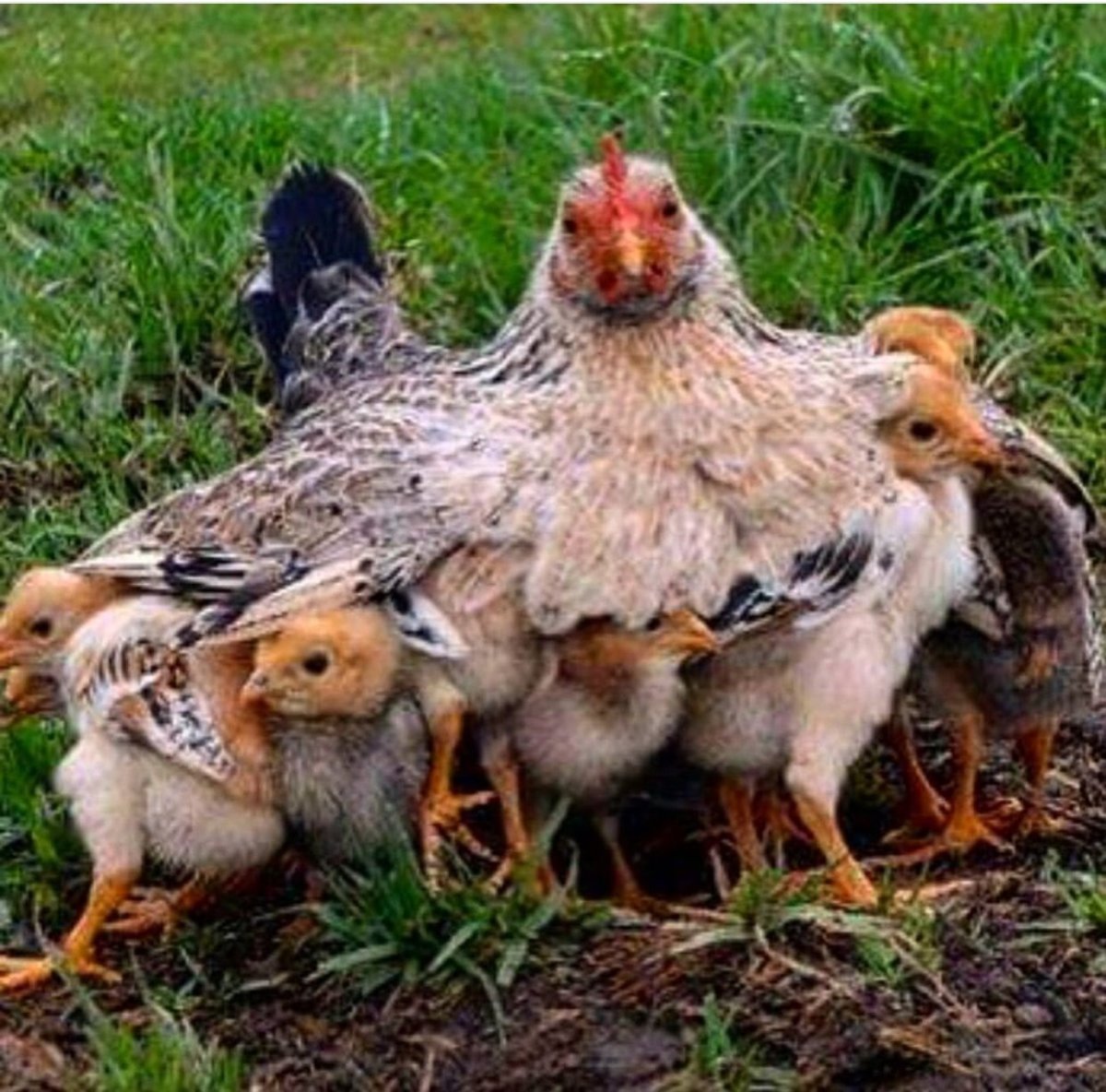 Курица с цыплятами