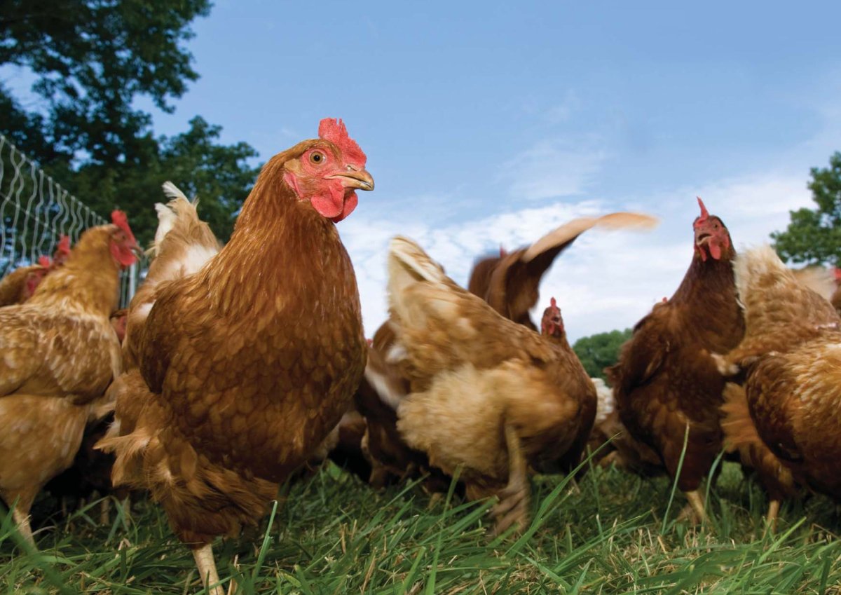 Сельхоз птица