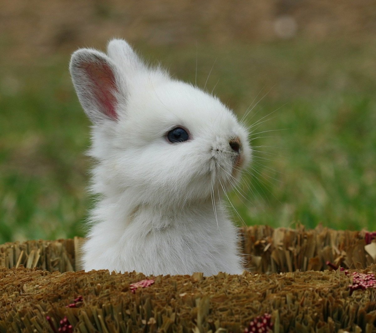 Маленький зайчик