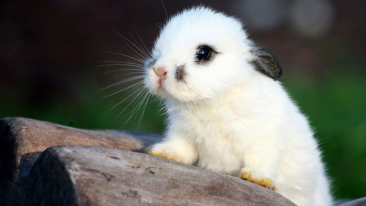 Милые зверюшки.