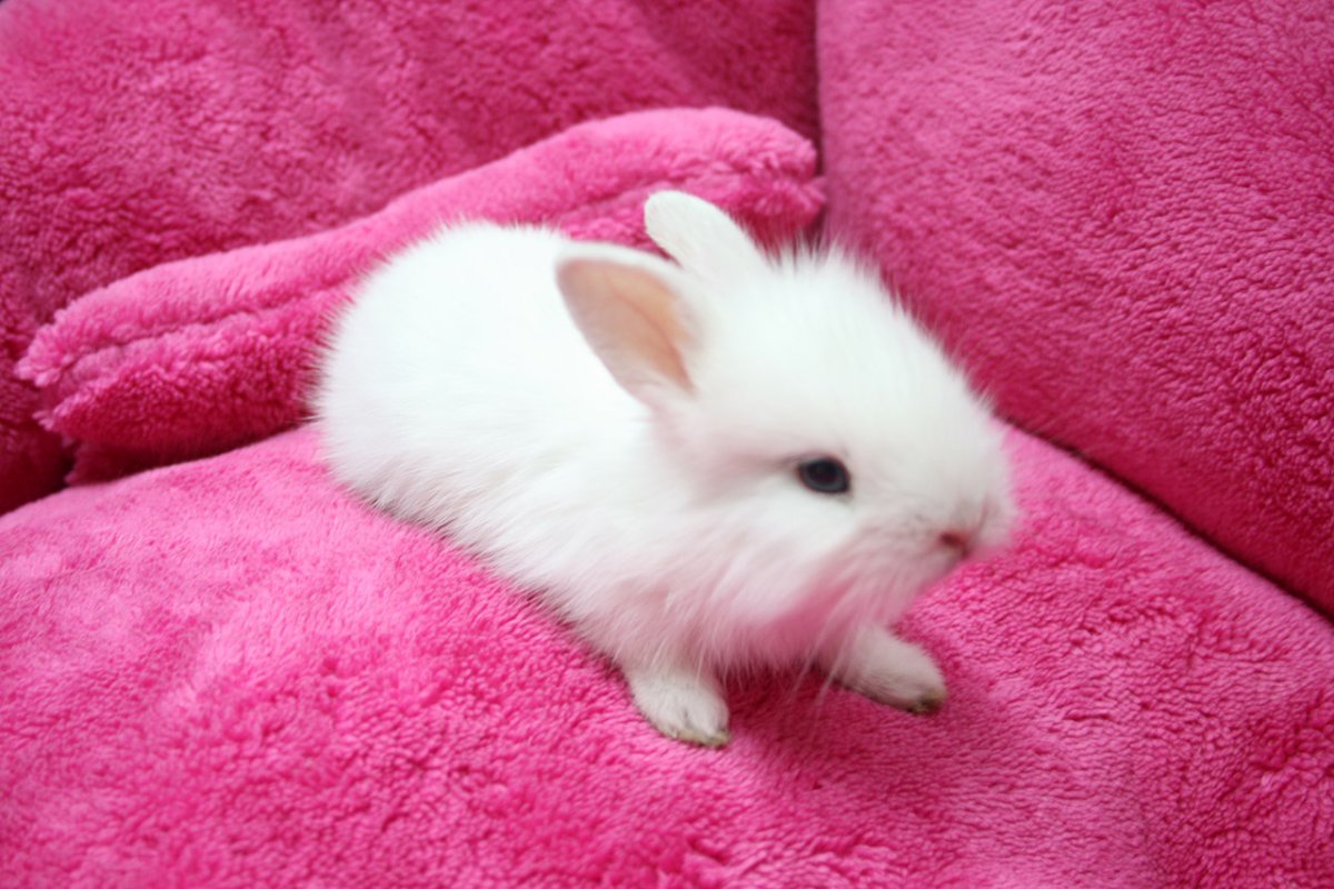 Пушистый заяц